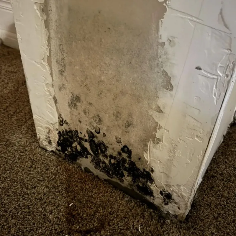 Professional Mold Removal in Malvern, AL